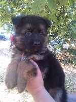 CHIOT poil long