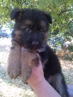 CHIOT poil long
